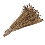 Bouquet fleurs sches marguerite 100g nature beige ivoire crme cru naturel taupe