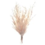 Bouquet pampa herbe naturelle sche 20cm beige