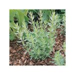 Cest une plante aromatique plut vivace ! en deux mois vous rcoltez de quoi relever vos grillades. noubliez ...