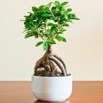 Cadeau idal plante pour la maison ou le bureau ? ficus ginseng bonsa d?intrieur dcoratif