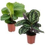Calathea mdaillon & orbifolia purificatrices dair en pot de ppinire d14 cm - h40 - 45 cm