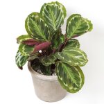 Calathea m�daillon plante dint�rieur en pot de qualit� sup�rieure 30 � 40 cm cadeau � vendre