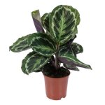 Calathea medaillon - plante paon - plante dint�rieur - purificateur dair - d14 cm - h40 - 45 cm