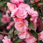 Camellia williamsii spring festival arbuste de jardin rose à feuilles persistantes pot 9 cm Camellia williamsii spring festival arbuste de jardin rose à feuilles persistantes pot 9 cm