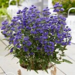 Caryopteris grand bleu� inoveris spir�e bleue barbe bleue