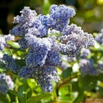 C�anothe concha - ceanothus concha 40 / 50 cm pot 3l