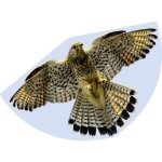G�nther flugspiele 1 ligne cerf - volant faucon envergure (d�tails) 920 mm force du vent support�e 3 ...