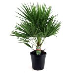 Chamaerops humilis - palmier nain europ�en - pot 21cm - hauteur 70 - 80cm