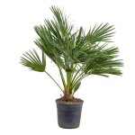 Chamaerops humilis - palmier nain europen - palmier rustique - hauteur 80 - 100 cm - pot 24 cm