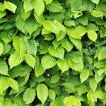 Charme commun charmille - carpinus betulus 100 cm en pot