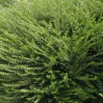Ch�vrefeuille � cupule mossgreen