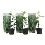 Citrus aurantifolia lime - citronnier - set de 3 - pot 9cm - hauteur 25 - 40cm