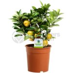 Citrus calamondin ? 1 x oranger dappartement pour la maison ou le bureau en pot