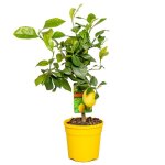 Citrus limon - citronnier - agrume - arbre fruitier - plantes de jardin - h. 50 - 70 cm - p. 19 cm