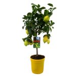 Citrus limon - citronnier - pot 19cm - hauteur 60 - 70cm