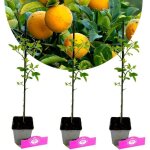 Citrus trifoliata - schramas - ensemble de 3 plantes - pot 9cm - arbuste rustique - fruits acides