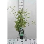 Clematis vit. purp. plena elegans - cl�matite ?purpurea plena elegans? 50 - 60 cm pot