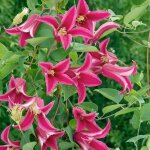 Clmatite princess diana plante vivace grimpante  feuilles caduques en pot de 9 cm