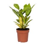 Codiaeum sunny star - croton - plante d?intrieur - dpolluante - 20 - 30 cm de haut - pot 12 cm