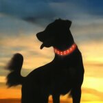 Collier lumineux rechargeable pour chiens ? lampe led �tanche et s�re pour promenades nocturnes
