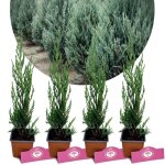 Conif�re - schramas - juniperus scopulorum moonglow - feuillage argent� - pot 9 cm - haie persistante ...