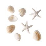 Coquillages dcoratifs blancs 100g