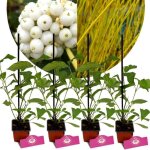 Arbuste - cornus sericea flaviramea - branches jaunes - fleurs blanches - pot 9 cm