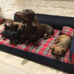 Coussin matelas panier pour chien tobie top 115x70x10 cm