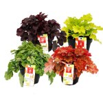 Couvre - sol rustique - heuchera mix - �t� indien - 4 grandes plantes - cloches violettes