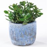 Crassula ovata - arbre de jade plante dintrieur pour bureaux en pot de 12 cm