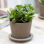 Crassula ovata arbre de jade - plante dintrieur succulente vivante de 12cm en pot