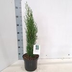 Cupressus sempervirens totem - cypr�s de provence fastigi� 60 - 70 cm pot