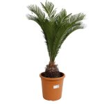 Cycas ? cycas revoluta 50 / 60 cm pot 9l