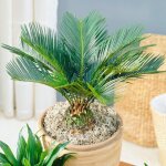 Cycas revoluta ? sagoutier plante dint�rieur vivace de 30 � 40 cm