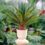 Cycas revoluta vivace - sagoutier plante pour la maison ou le bureau (de 30  40 cm pot inclus)