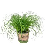 Cyperus alternifolius zumula - herbe  chat - animaux accepts ? d12 cm - h20 - 25 cm