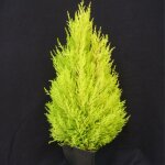 Cyprs de lambert cyprs de monterey wilma