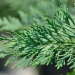 Cypr�s de leyland type 2001 - cupressocyparis leylandii 2001 80cm en pot