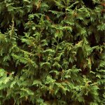 Cypr�s de leyland - cupressocyparis leylandii 100cm en pot