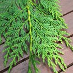 Cypr�s de leyland cupressocyparis leylandii