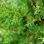 Cyprs de leyland - cupressocyparis leylandii 80cm en pot