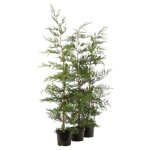 Cypr�s de leyland - cupressocyparis leylandii en pot 125 / 150cm