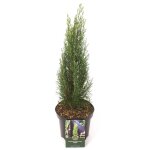 Cypr�s de provence totem - cupressus sempervirens totem 30 / 40cm pot 25l