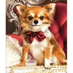 Ddr - 505 5d diamond painting diamant peinture chien chihuahua broderie diamant kit complet diamond painting ... Ddr - 505 5d diamond painting diamant peinture chien chihuahua broderie diamant kit complet diamond painting ...