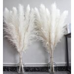 D�coration pampa naturelle (10 tiges 10 cm) pour mariages f�tes et int�rieurs boh�mes.