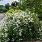 Deutzie nikko deutzia