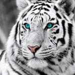 Diamond painting 5d diamant peinture diy cristal strass peinture plein forage broderie décoration - tigre ... Diamond painting 5d diamant peinture diy cristal strass peinture plein forage broderie décoration - tigre ...