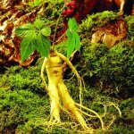 Duokon graines de ginseng facile croissance plante mdicinale pour jardin