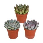 Echeveria mix 8. 5 cm en pot. plante verte type echeveria mix 8. 5 cm livr�e en pot id�ale pour int�rieur ...