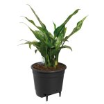 Elho pot  fleurs self - watering insert -  33 x h 31 cm - intrieur accessoires - 100% recycl - noir ...